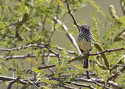 Yellow-billed Tit-Tyrant