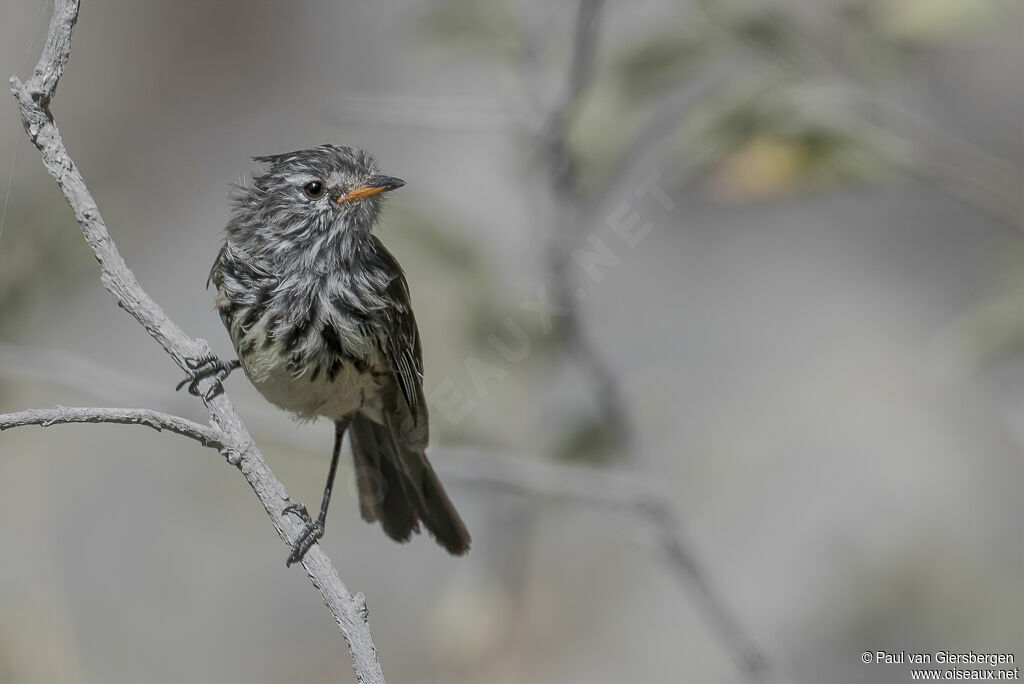 Taurillon à bec jauneadulte