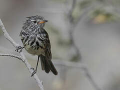 Yellow-billed Tit-Tyrant