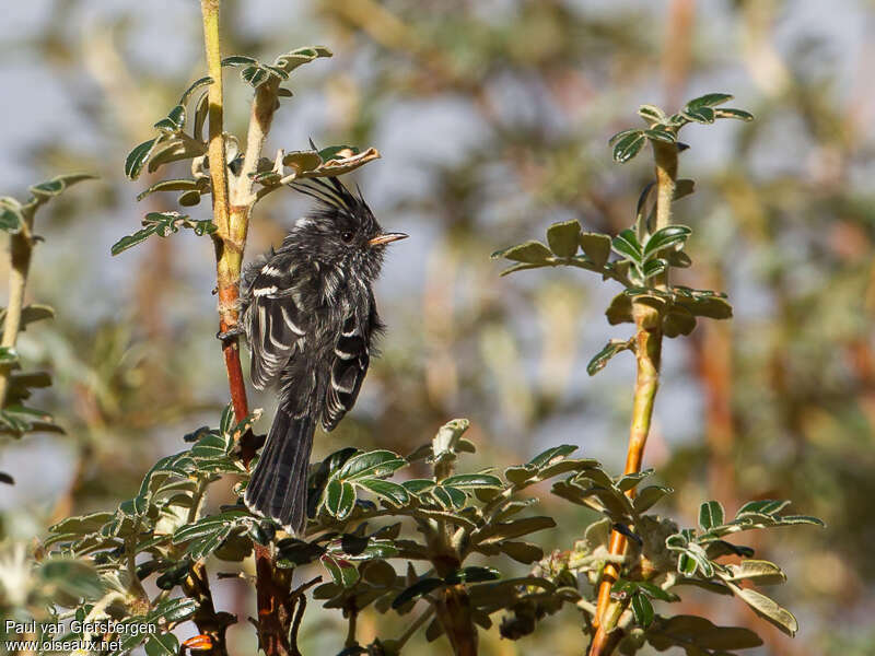 Black-crested Tit-Tyrantadult, habitat, pigmentation