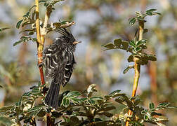 Black-crested Tit-Tyrant