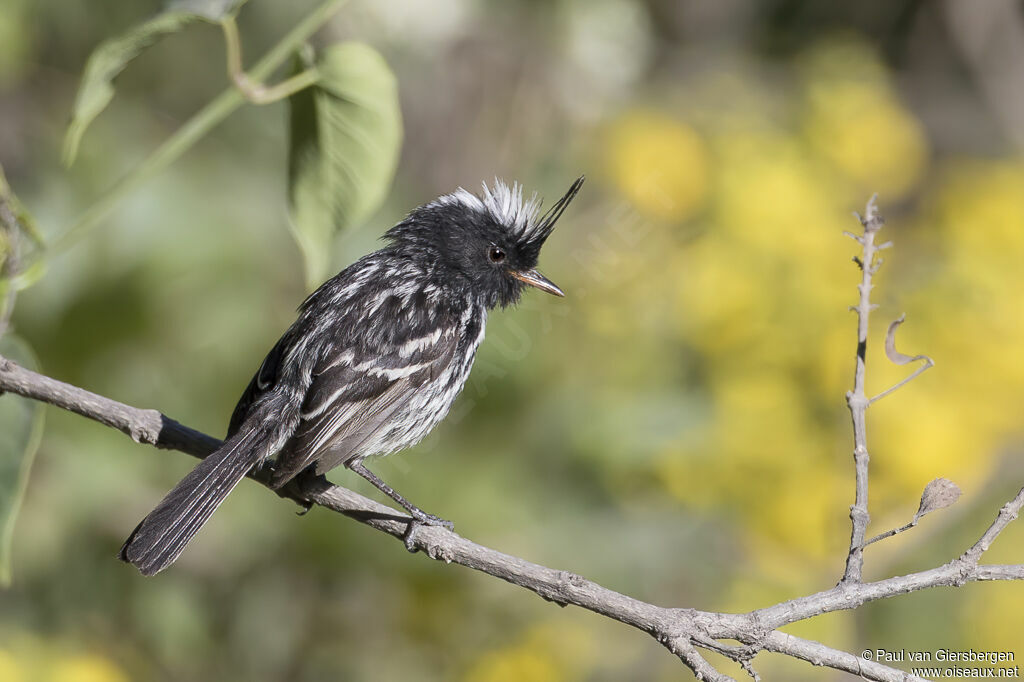 Black-crested Tit-Tyrantadult