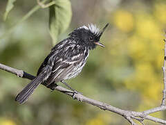 Black-crested Tit-Tyrant