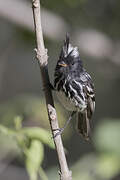 Black-crested Tit-Tyrant