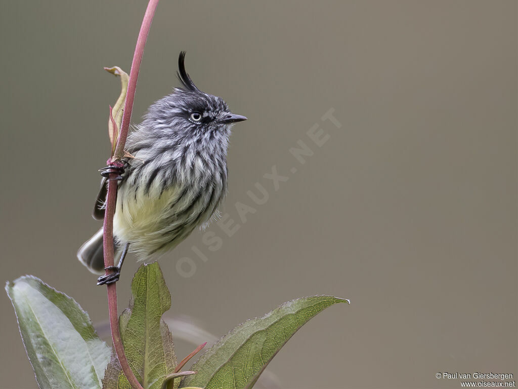 Tufted Tit-Tyrantadult