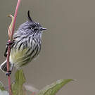 Taurillon mésange