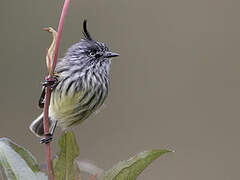 Tufted Tit-Tyrant