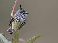 Taurillon mésange