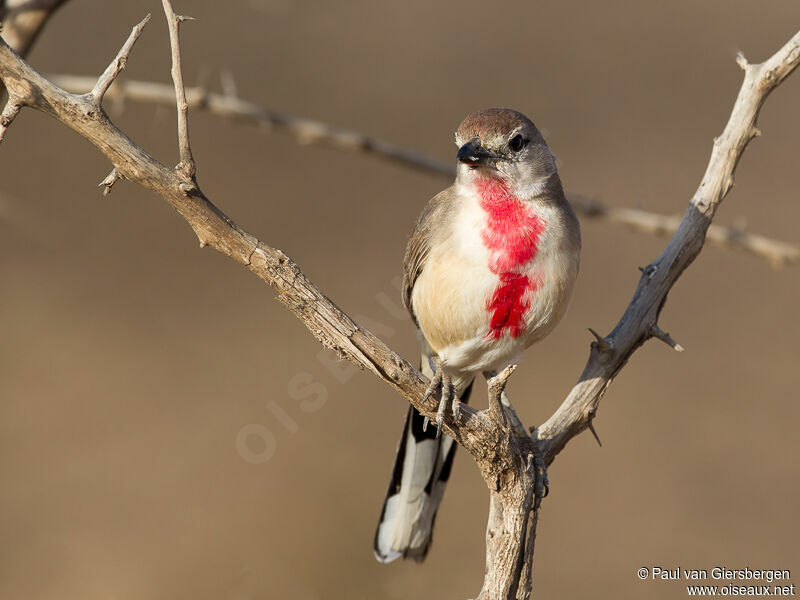 Rosy-patched Bushshrike male adult