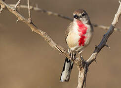 Rosy-patched Bushshrike