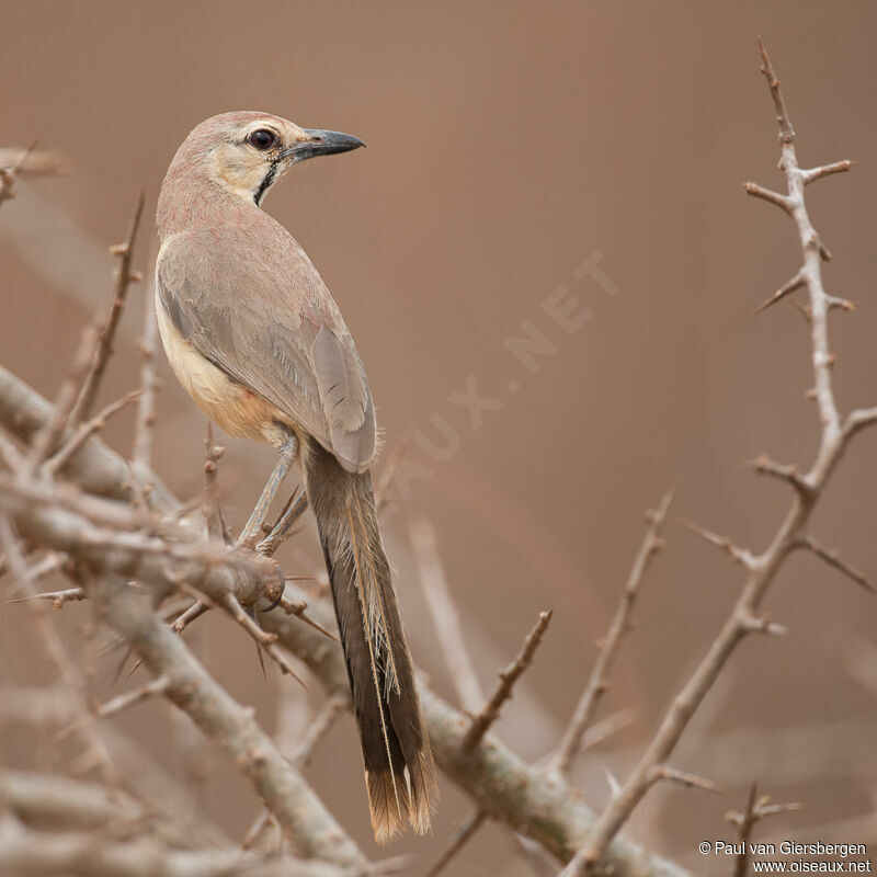 Rosy-patched Bushshrikeadult