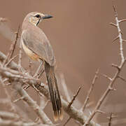 Rosy-patched Bushshrike