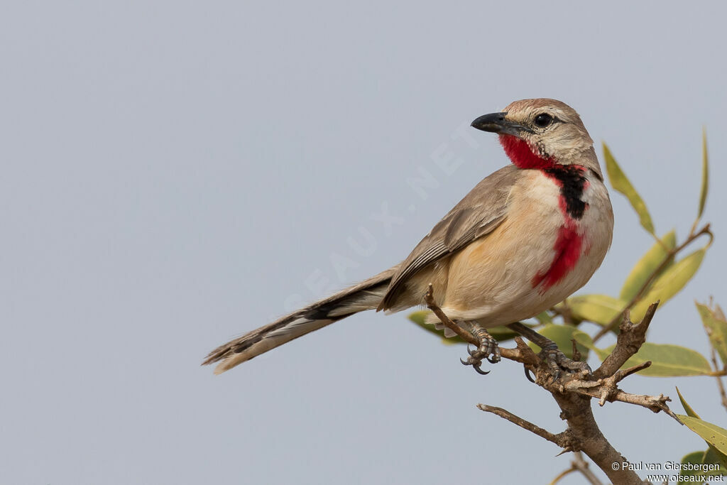 Rosy-patched Bushshrike male adult