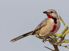 Rosy-patched Bushshrike