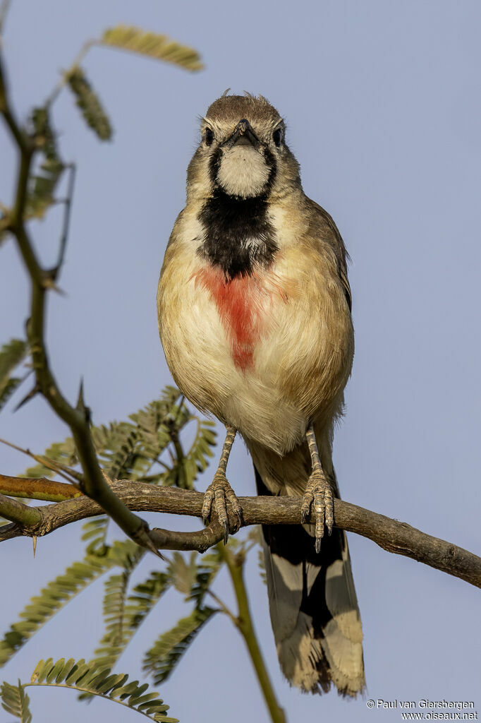 Tchagra à croupion rose - Gonolek à croupion rose<br /> femelle adulte