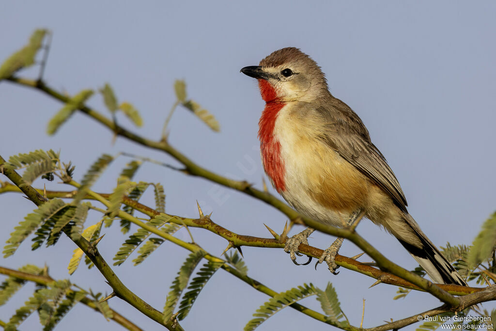 Tchagra à croupion rose