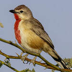 Tchagra à croupion rose