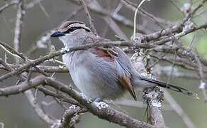 Brown-crowned Tchagra