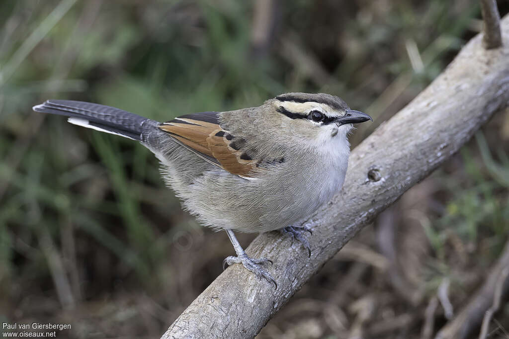 Brown-crowned Tchagraadult, identification