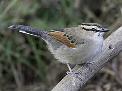 Brown-crowned Tchagra