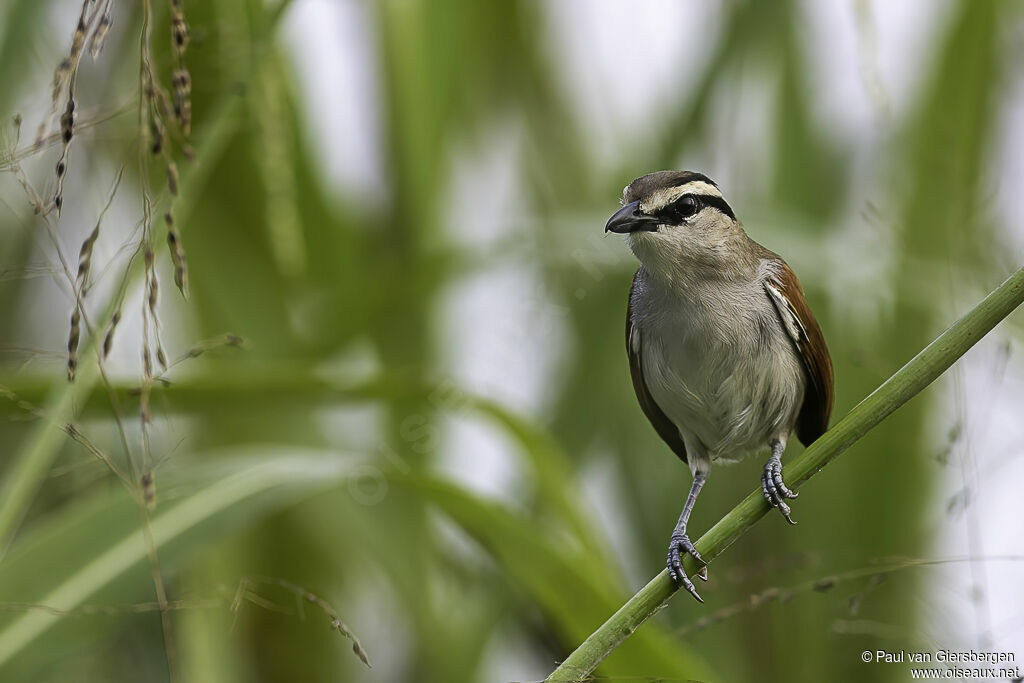 Brown-crowned Tchagraadult