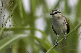 Brown-crowned Tchagra