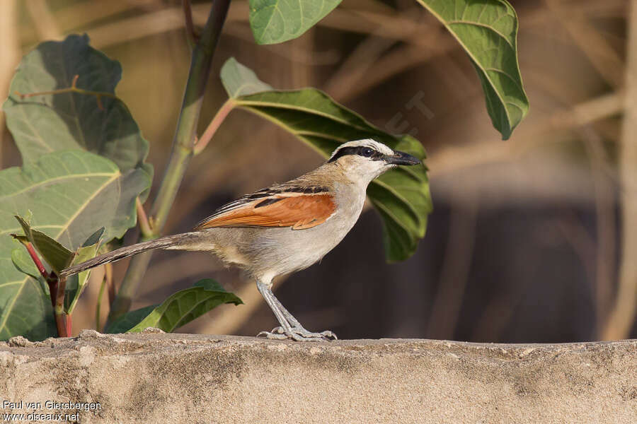 Black-crowned Tchagraadult, identification