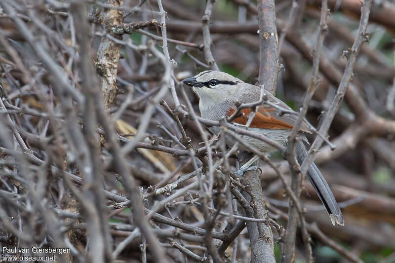 Three-streaked Tchagraadult, identification