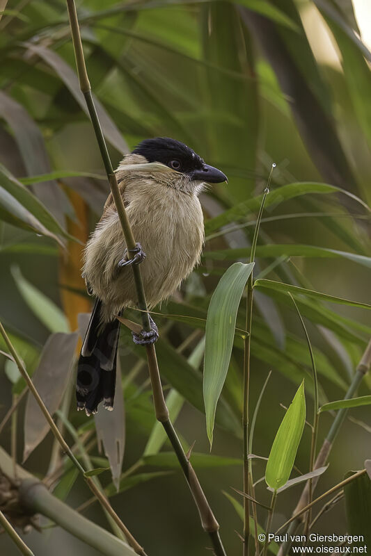 Marsh Tchagraadult