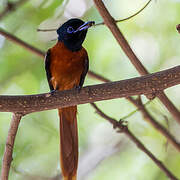 Red-bellied Paradise Flycatcher