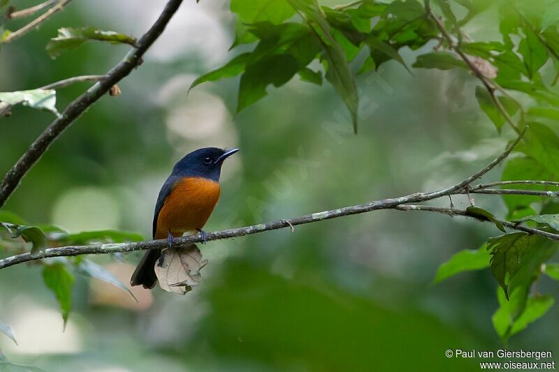 Red-bellied Paradise Flycatcher