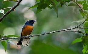 Red-bellied Paradise Flycatcher