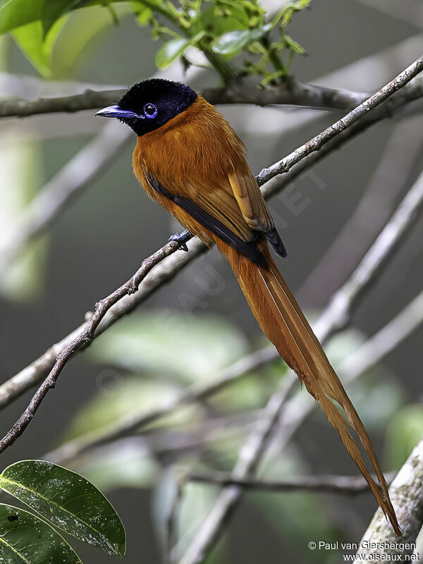 Red-bellied Paradise Flycatcheradult breeding