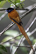 Red-bellied Paradise Flycatcher