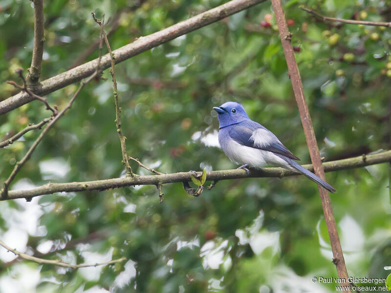 Black-naped Monarch