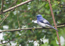 Black-naped Monarch