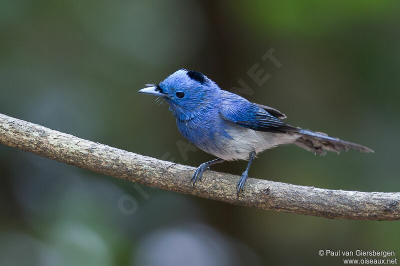 Black-naped Monarchadult