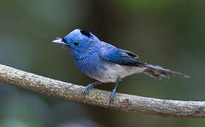 Black-naped Monarch