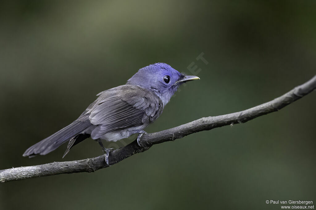 Black-naped Monarch female adult