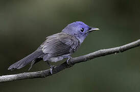 Black-naped Monarch