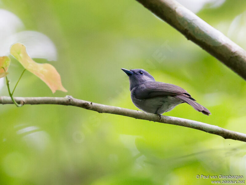 Pale-blue Monarchadult