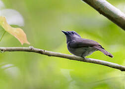 Pale-blue Monarch