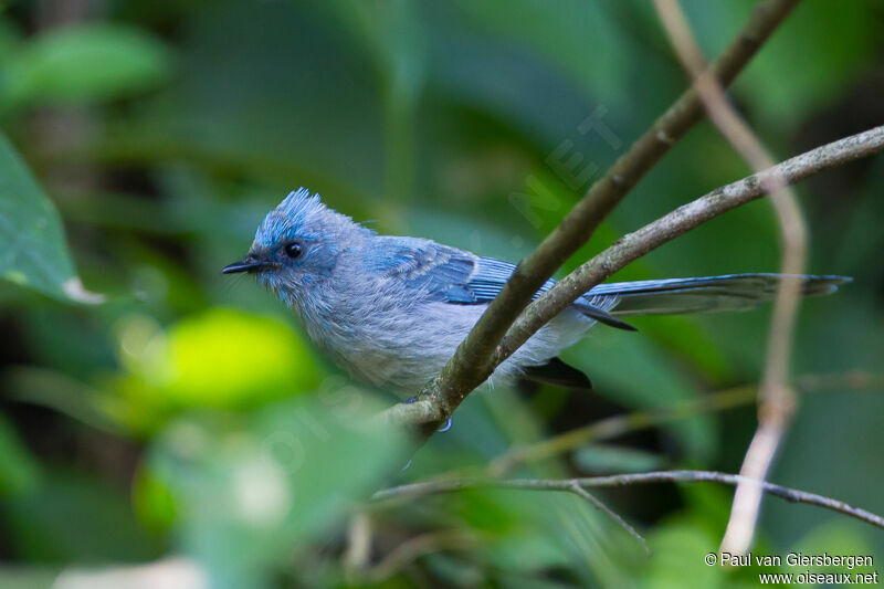 African Blue Flycatcher