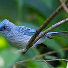 Tchitrec bleu
