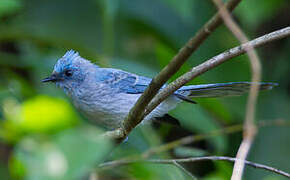 African Blue Flycatcher