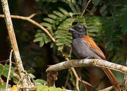 African Paradise Flycatcher