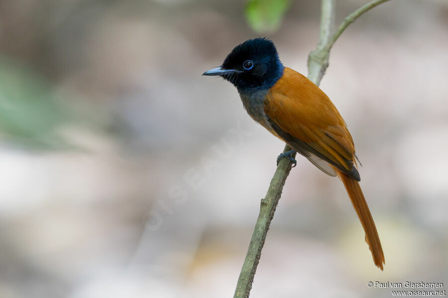 African Paradise Flycatcher