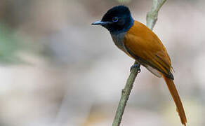 African Paradise Flycatcher