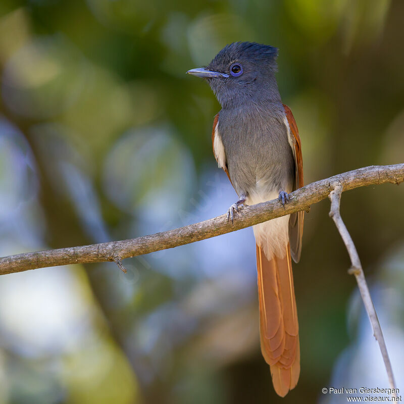 African Paradise Flycatcher