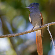 African Paradise Flycatcher